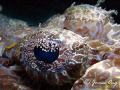   Amazing eyelid Crocodile fish Tools Canon S1 inon D2000. D2000  